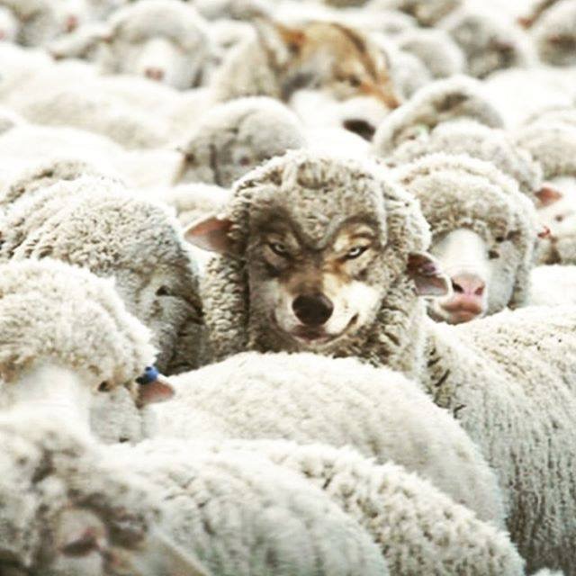 ‘Anche qui lupi vestiti da agnello’