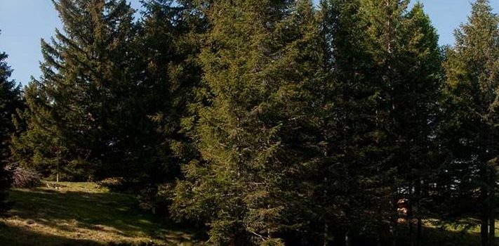 Aggiornamento dello studio strategico sui Patriziati ticinesi