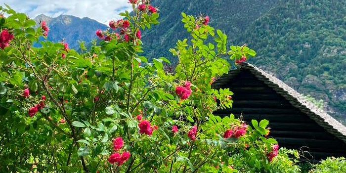 Sui passi della tradizione a Corzoneso Alto