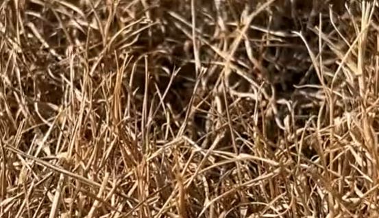 Impiego di materiale della protezione civile per fronteggiare la siccità